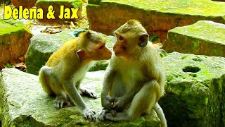 New Abandoned Monkey Jax Checked Very Close To Poor Delena, Careful Coz D.D Was Around.