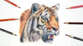 HOW TO DRAW A REALISTIC TIGER | Colored Pencil Tutorial