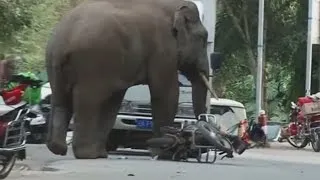 ‘Heartbroken’ elephant destroys cars in a Chinese village