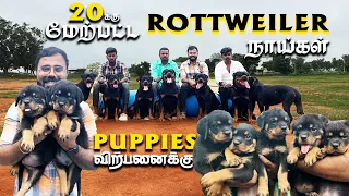 Best Serbian Rottweiler Kennel in Coimbatore | Tamil Nadu Free Home Delivery | Lowest Price Puppies