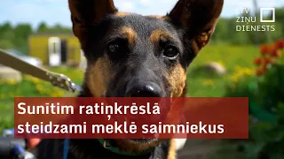 Sunītim ratiņkrēslā steidzami meklē saimniekus