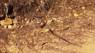 Second most venomous snake in the world, very large eastern brown snake