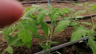 Подготовка и высадка томатов! 🍅
