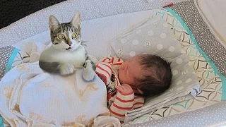 Cat Meeting Newborn Baby First Time - Curious Cat tries to befriend Baby Compilation