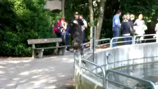 Mandrill escapes from the enclosure