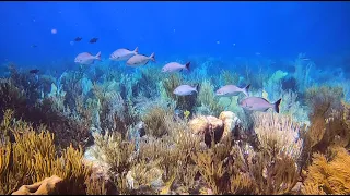 Bonaire's Southern Wall - Ep. 10 | A Diver's Life