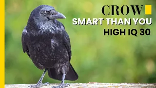 Why Crows Are Incredibly Smart ? How Smart Are Crows Actually ? as Smart as 7 Year Old Humans