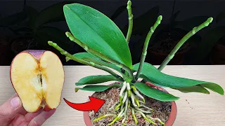 100 times stronger than garlic! Miracle Fruit causes Orchid flower spike grow immediately And Bloom