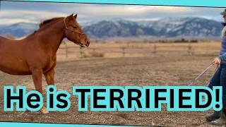 ~Training a SCARED horse~Dealing with past trauma in AUCTION horses~