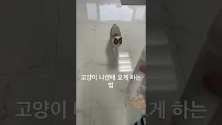 고양이 나한테 오게 하는법 1 #고양이 #귀여운 #꿀팁