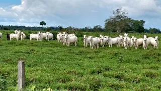 MELHOR  FAZENDA A VENDA NA BEIRA DO RIO XINGU. GRANDE OPORTUNIDADE DE INVESTIMENTO #Shorts