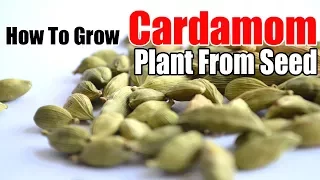 How to Successfully Grow Cardamom Plant from Seed Indoors