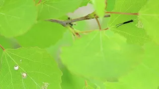 Cerura vinula 1st instar caterpillar