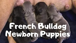 Newborn French Bulldog Puppies