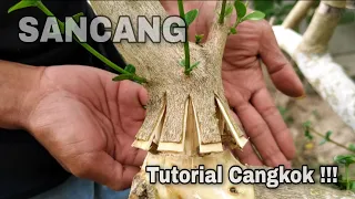 Tutorial Cara Mencangkok Sancang Pecah Batang Yang Benar || Membuat Bahan Bonsai Sancang Bogel