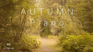 Classical Piano | Autumn Forest | Zen Relaxation