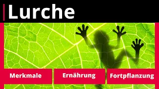 Lurche: Merkmale, Ernährung, Fortpflanzung – Biologie | Duden Learnattack