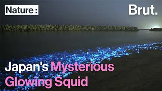Japan's mysterious glowing squid