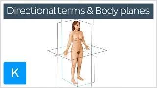 Directional terms and body planes - Human Anatomy | Kenhub