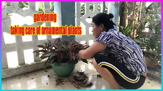 gardening - taking care of ornamental plants