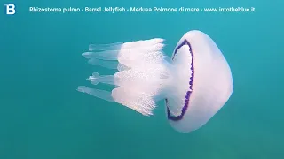 Collect plastic and let jellyfish live! Lasciamo vivere le meduse raccogliamo la plastica dal mare!