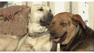 Money Talks: Feeding Istanbul’s street dogs