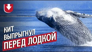 Кит выпрыгнул из воды прямо перед гребцами!