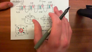 Voltage Gated Sodium Channels Part 2