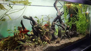 20 Gal Reset : Anoxic Experiment