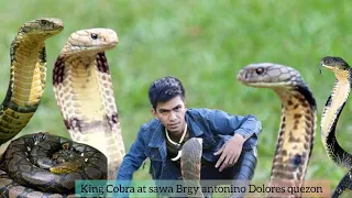 KING COBRA SA BGRY ANTONINO DOLORES QUEZON #cobraprince