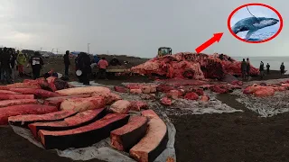 Giant Whale Jumps Out Of Nowhere - Incredibly Close Whale Encounters!