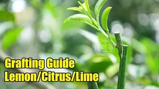 Grafting Lemon Citrus Lime Tree 100% Successfully