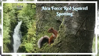 RED SQUIRRELS AT THE LAKE DISTRICT! We Spotted A RARE Red Squirrel | Where To See Red Squirrels UK