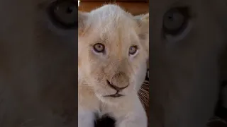 #Lion baby 😍😍😍 #Wins hearts with Cuteness and innocence #Adorable animals #mustwatch #Shorts