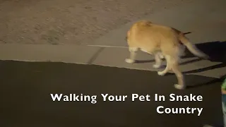 Safely Walking Your Pet In Snake Territory...