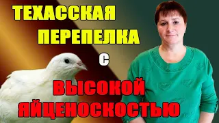 Техасская перепелка с высокой яйценоскостью. Содержание.