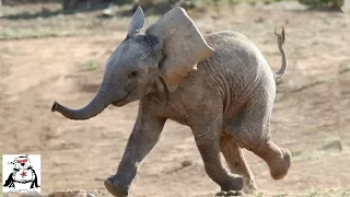 Baby Elephants Chasing Other Animals Compilation!