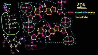 Estructura molecular del ADN | Macromoléculas | Biología | Khan Academy en Español
