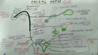 Facial Nerve | Cranial Nerve 7 | The Charsi of Medical Literature