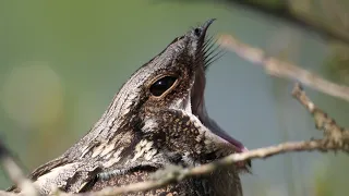 Nattskärra (European nightjar), Almen Krankesjön, Lund 13/5 -2023