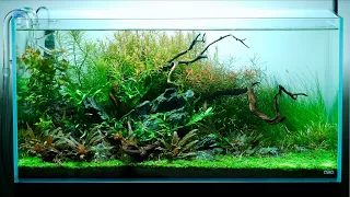 Nature Aquarium for Ruby Tetras - ADA 90P