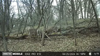 Coyotes nearby? Moultrie Mobile Edge Pro Trail Cam