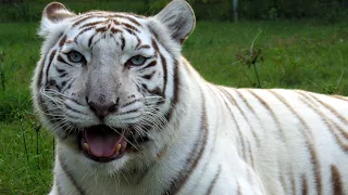 White Tigers - Get The FACTS!