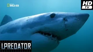 Yo Depredador  (2011)  -1-  El Gran Tiburón Blanco  HDtv  National Geographic