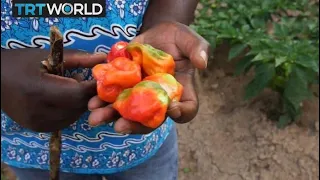 Central African Republic Farming: Organic farming takes root in Bangui