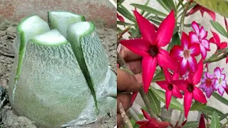 How To Multiple Graft ADENIUM | Grafting Technique On Desert Rose Plant