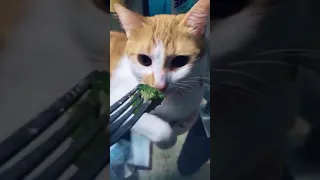 Cat Hates Vegetables More Than You😹Credit cat_kitty66