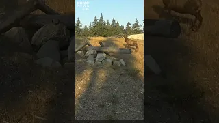 The I-90 wildlife crossing in action! WSDOT shared a video of animals crossing near Snoqualmie Pass!