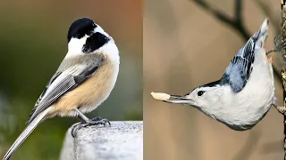 BIRD WATCHING VIDEO for CATS and DOGS