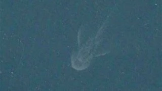 Loch Ness Monster Found on Satellite Image 2014, Real Lochness Monster Sighting !!!!